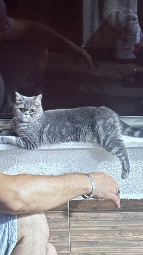 Mia’mıza yuva arıyoruz fotoğraf