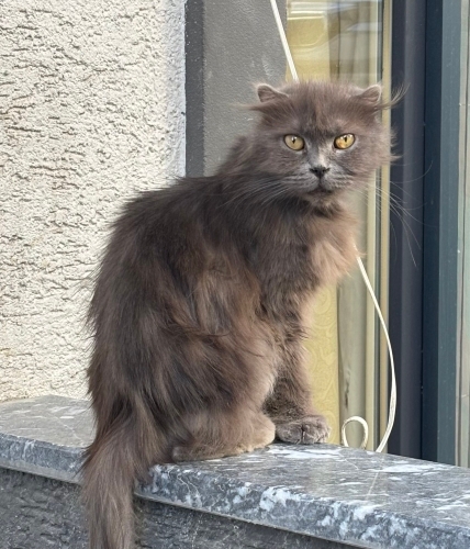 GERÇEKTEN KURTARILMAYA MUHTAÇ KEDİ fotoğraf