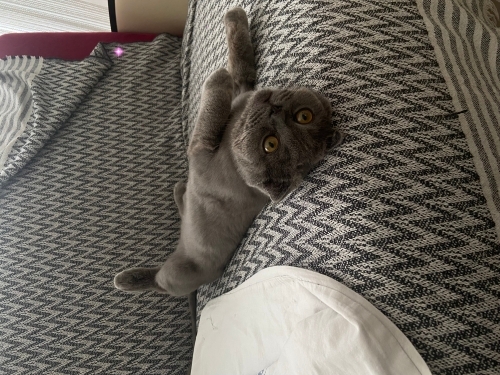 Duman için Kalıcı Ömürlük yuva fotoğraf