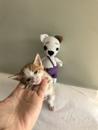 Kutunun icinde ol*me terk edilen kedi fotoğraf