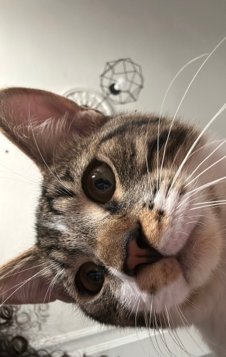 Eşyalı yavru kedi fotoğraf