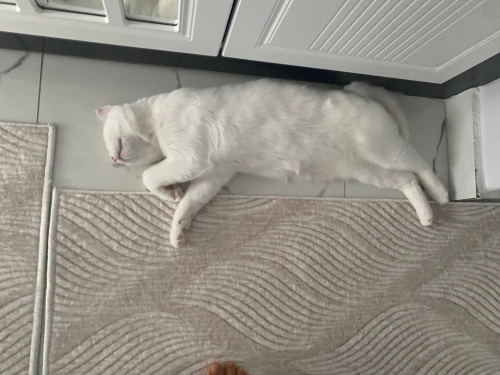 Bir gözü yeşil bir gözü mavi Ponçik çok tatlı bir kedi fotoğraf