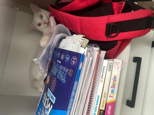 Bir gözü yeşil bir gözü mavi Ponçik çok tatlı bir kedi fotoğraf