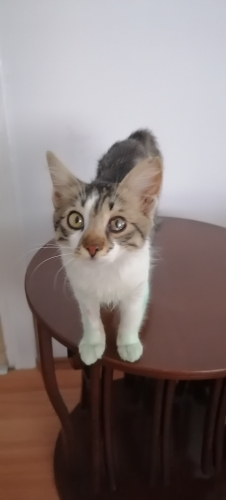 Citir Bebis'e yuva arıyoruz fotoğraf