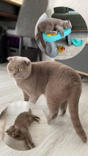 Şebit yeni yuvasını arıyor fotoğraf