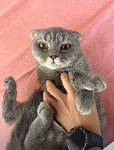 sokağa terk edilmiş cins kedi fotoğraf