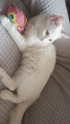 SEVGİ PITIRCIĞI fotoğraf