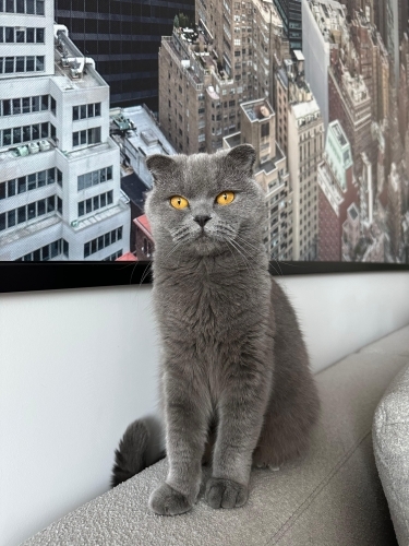 4 Yaşında Kısır Dişi Scottish Fold fotoğraf