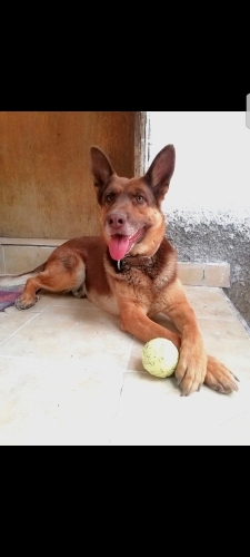 Ömürlük yuva arıyoruz fotoğraf