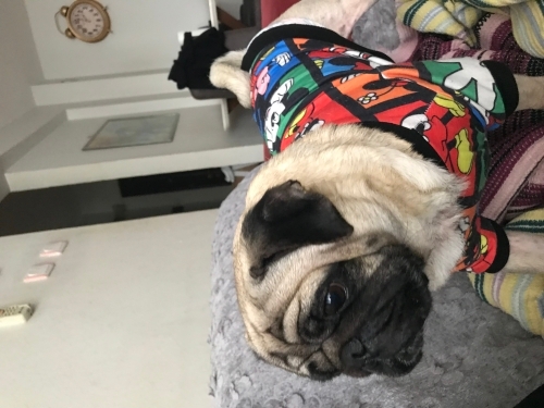 Fox İzmir içi iyi bir aileye sahiplendirilecek fotoğraf