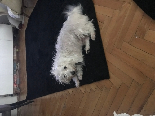 puppy 5,5 yaşında terier fotoğraf
