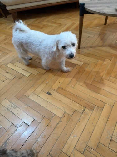 puppy 5,5 yaşında terier fotoğraf