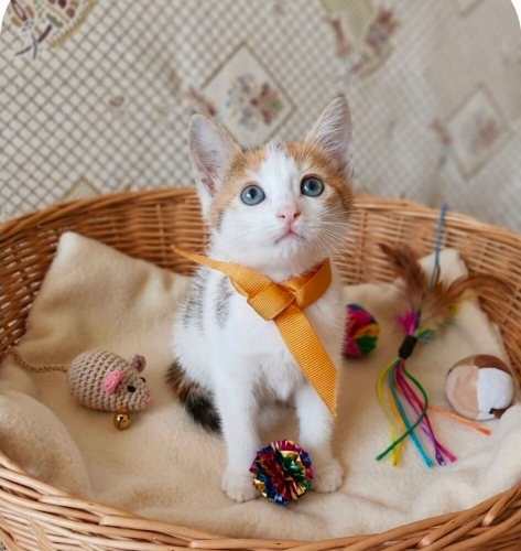 Minik Prenses yuva arıyor fotoğraf