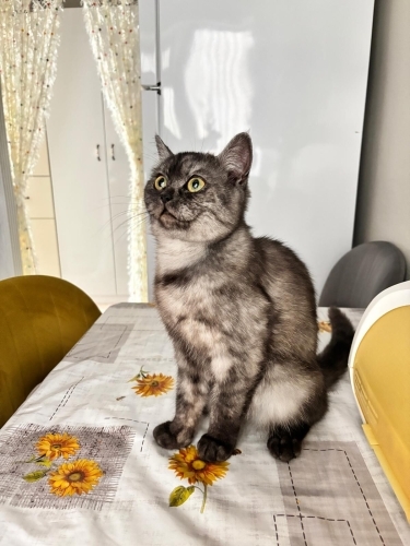 GÜZEL KIZIMIZA ÖMÜRLÜK YUVA ARIYORUZ fotoğraf