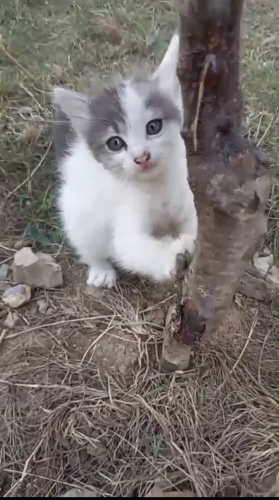 Kardeşlere yuva arıyoruz fotoğraf