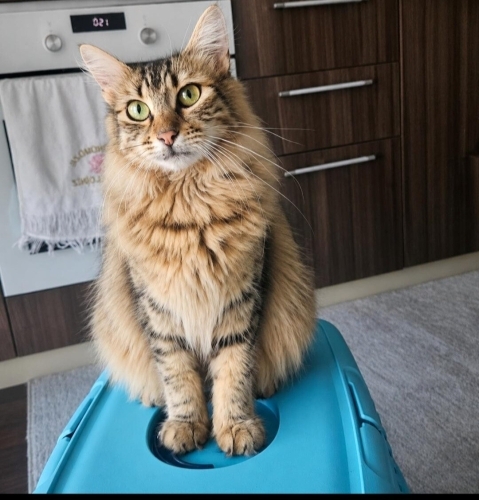 Acil yuva aranıyor fotoğraf
