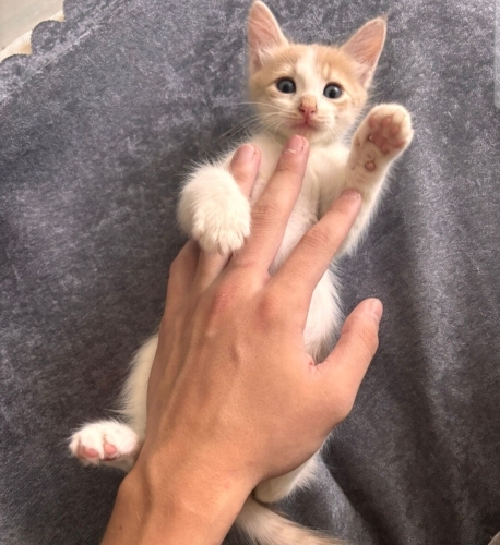 Acil yuva aranıyor fotoğraf