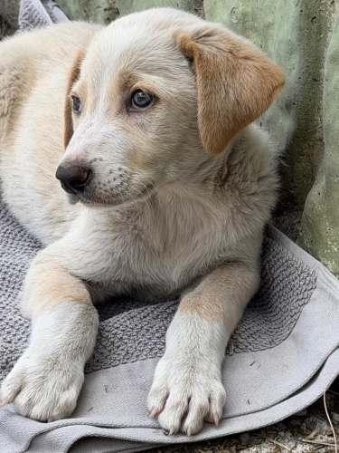 Jolly için Yuva🐾🐶 fotoğraf