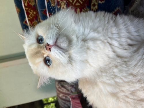 Çok güzel çok sakin bir kedi fotoğraf