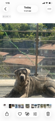 Eğitimli ve Sadık Cane Corso Narcos – Ücretsiz Sahiplendirme fotoğraf