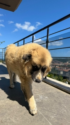 Çok Özel ve Nadir Kafkas Çoban Köpeği Tymoor – Ücretsiz Sahiplendirme fotoğraf