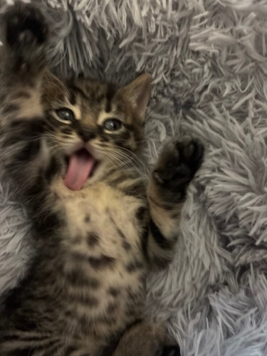 Çok oyuncu daha 50 günlük bir bebek fotoğraf