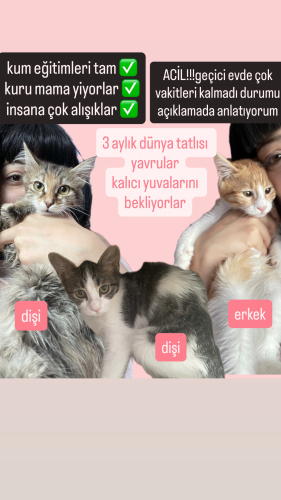 ANKARA: Sokağa Düşmesinler! 3 Aylık Ev Bebeklerine Acil Yuva fotoğraf