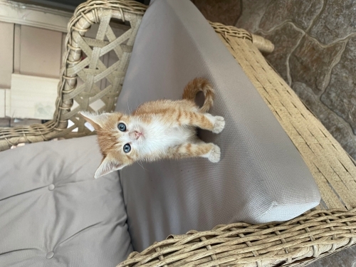 Anneleri öldü sahiplendiriyorum fotoğraf