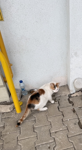 🐾 Samsun’da yuvasını arıyor Bu güzel kız şu anda sokakta yaşıyor. Hamile olabi fotoğraf