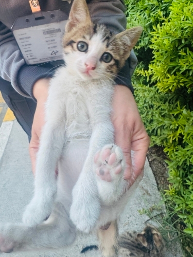 Oyunncu, insanlarla iletişimi çok iyi, sevgi bağımlısı fotoğraf