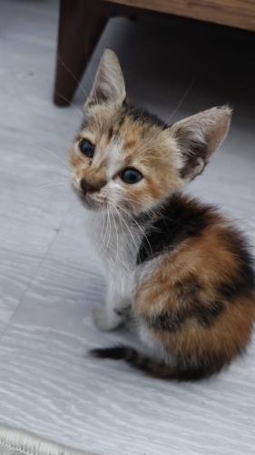 yavru kedi annesi ve kardeşleri öldü fotoğraf