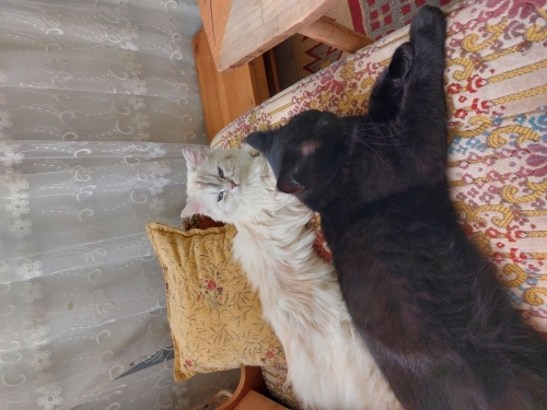 Bal gözlü kara boncuk (erkek-kısır) ve Beyaz pamuk minnoş (dişi-kısır değil) fotoğraf