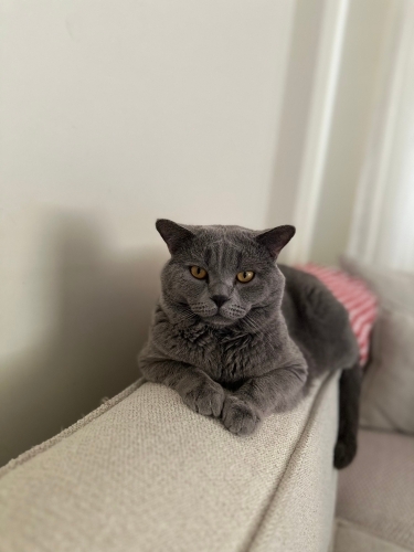 3 yaşında erkek dünya tatlısı fotoğraf