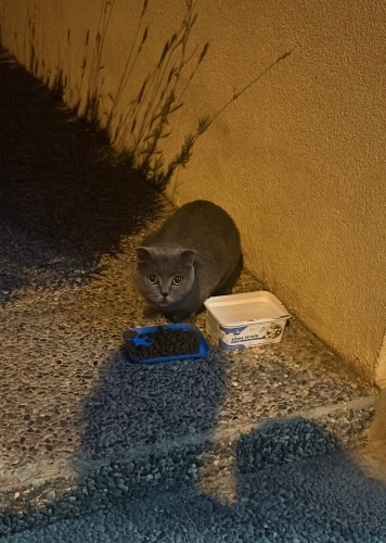 Yuva Aranıyorrrrr fotoğraf