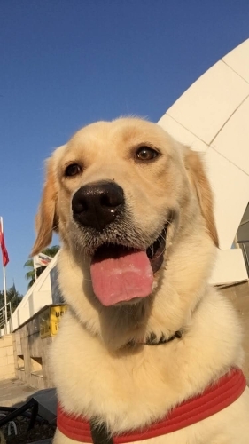 Çok akıllı eğitimli golden köpeğimize iyi bakılacağı yuva arıyoruz fotoğraf