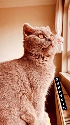 Akıllı uslu bir kedi fotoğraf