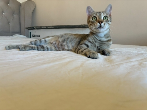 SOKAĞA BIRAKILACAK ACİL fotoğraf