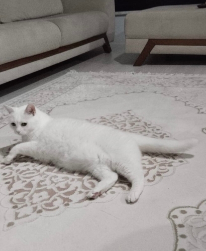 Ücretsiz sahiplendirme Ankara kedisi fotoğraf