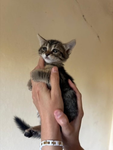 Minik tekir oğlan fotoğraf