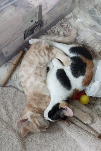 Yakışıklı oğlum pamuk fotoğraf