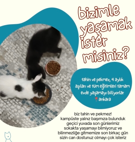 Ankara / Sokak Bilmeyen 4 Aylık Tahin ve Pekmez'e Acil Yuva! fotoğraf