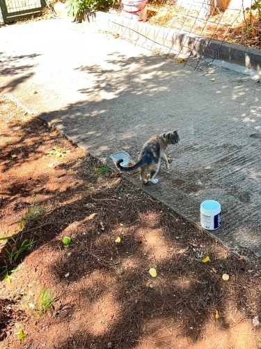 Sevimli Tekir Kedi fotoğraf