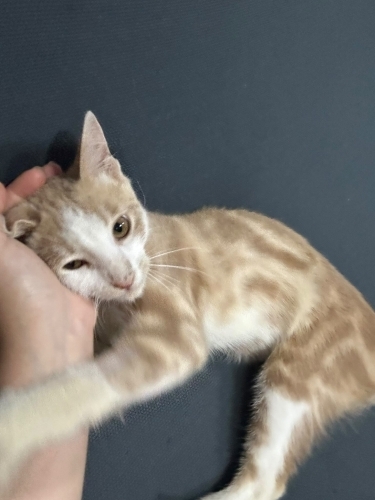 3 bacakli engelli kedi üç omurluk yuvasini ariyor fotoğraf