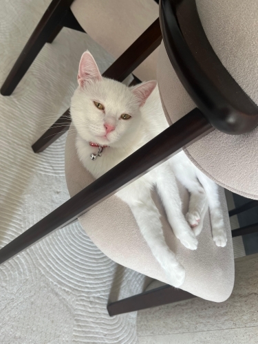 Çocuk olacağından acil sahiplendirmek istiyoruz fotoğraf