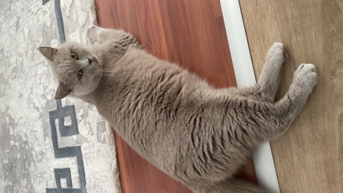 Güzel kızımıza yuva arıyoruz fotoğraf