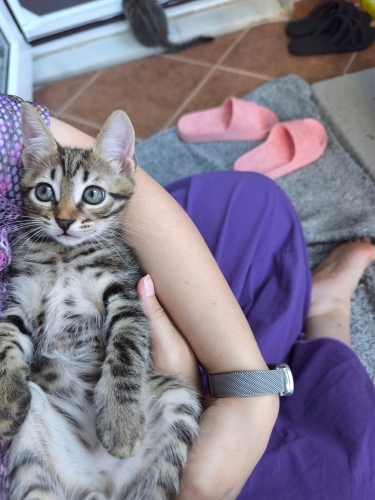 🦁 2 Aylık Minik ASLAN Kucağınızda Büyüsün 🐾 fotoğraf