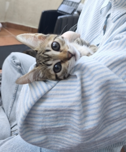 🌸 MİÇO (2 Aylık) Kış Gelmeden Sıcak Yuvasını Arıyor 🐾 fotoğraf