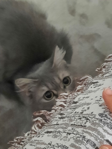 Sokakta yaşayan İran kedisine acil yuva arıyorum fotoğraf