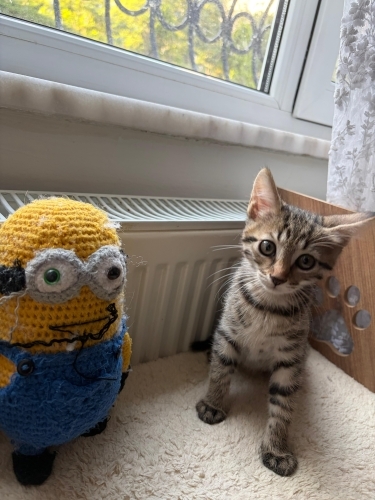 🤍 BULUT (2 Aylık) Evin Neşesi Olsun 🐾 fotoğraf