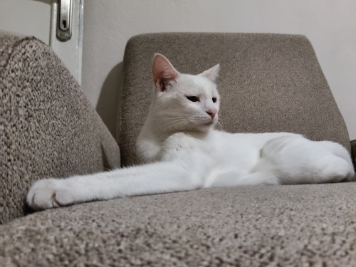 Leo Erkek Kısırlaştırılmış Oyuncu Kedi fotoğraf